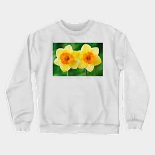 Narcissus  'Derringer'  Daffodil  Div. 7  Jonquilla Crewneck Sweatshirt